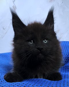 id:6213